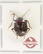 Pentatomidae sp. 82 (A2)