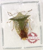 Pentatomidae sp. 83