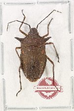 Pentatomidae sp. 81
