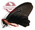 Atrophaneura aidoneus Doubleday, 1845 (A-)