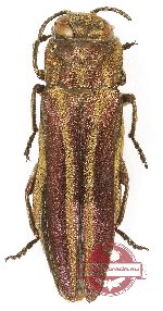 Agrilus purpuratus