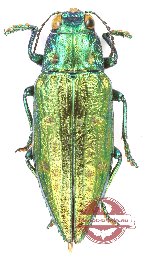 Chrysodema (s.str.) sp. 36 (5 pcs)