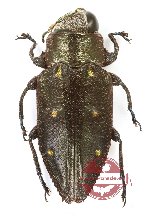 Chrysobothris sp. 17