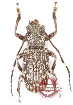 Aemocia borneana Breuning, 1947