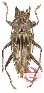 Sepicana sp. 1