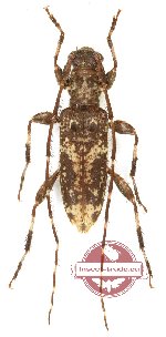 Rondibilis sp. 2