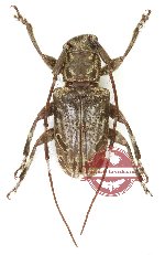 Cacia sp. 6 (A2)