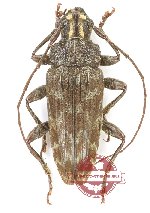 Tmesisternus sp. 28