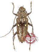 Pascoea sp. 2