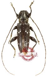 Homoeini sp. 1 (A2)