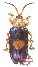 Hispodonta sp. 2