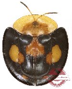 Aspidimorpha sp. 1