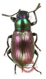 Tenebrionidae sp. 136 (5 pcs)
