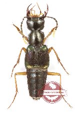 Staphylinidae sp. 23