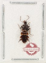 Staphylinidae sp. 27