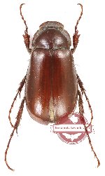 Melolonthinae sp. 29 (A2)