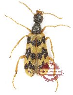 Meloidae sp. 12