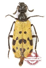 Mylabris sp. 9