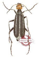 Meloidae sp. 11
