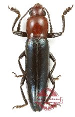 Languridae sp. 5