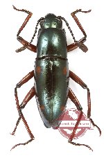 Erotylidae sp. 36