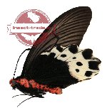 Atrophaneura luchti sphaeti