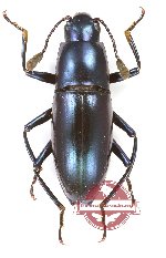 Erotylidae sp. 35