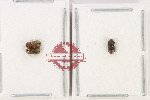Scientific lot no. 220 Scolytidae (3 pcs)