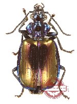 Lebiinae sp. 29 (A2)