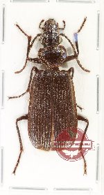 Gigadema longipenne