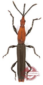 Brenthidae sp. 40