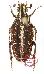 Euselates trifasciata bifasciata
