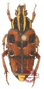Euselates trifasciata bifasciata (A2)