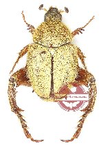 Hopliinae sp. 3