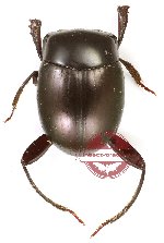 Canthonini sp. 9
