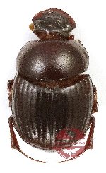 Onthophagus sp. 35 (A2)
