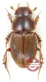 Gilletianus assamensis (15 pcs)