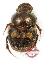 Onthophagus sp. 33