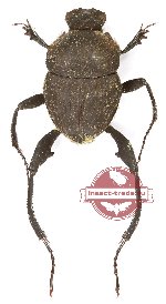 Sisyphus sp. 1