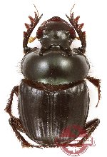 Onthophagus sp. 41 (10 pcs)