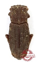 Rhyparus heliophoroides