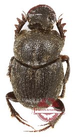 Onthophagus sp. 43