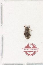 Rhyparus punctithoracicus