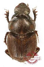 Onthophagus sp. 44