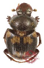 Onthophagus sp. 31