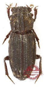 Rhyparus verucosus (10 pcs)