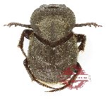 Onthophagus sp. 39