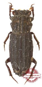 Rhyparus magnus (3 pcs)