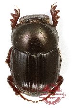 Onthophagus sp. 37 (A2)