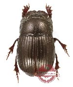 Microcopris sp. 1 (10 pcs)